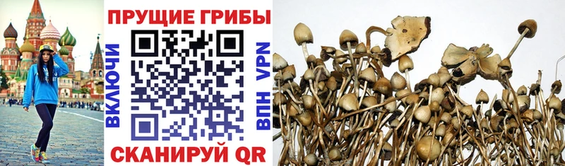 Галлюциногенные грибы Psilocybe  Тольятти 